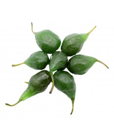 AMBROSIO PERE VERDI CANDITE